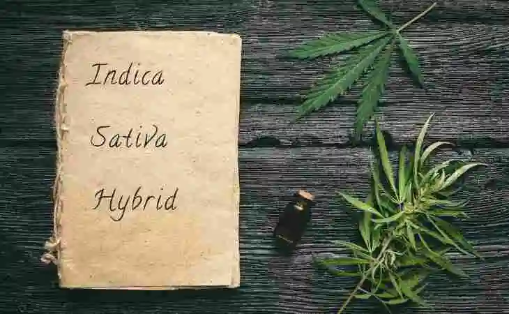 more-important-to-smoke-an-indica-a-sativa-or-a-hybrid.webp