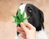 cbd-for-pets.webp