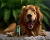 cbd-oil-for-dogs.webp