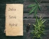 more-important-to-smoke-an-indica-a-sativa-or-a-hybrid.webp